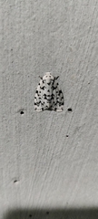 Aemene taprobanis