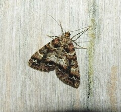 Pseudocoremia productata