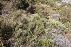 Pseudopentameris macrantha