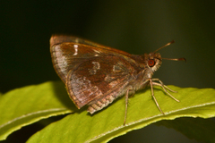 Cymaenes odilia