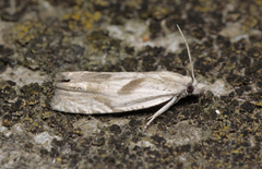 Eucosma metzneriana