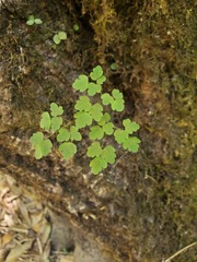 Thalictrum sparsiflorum