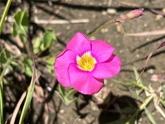 Oxalis obliquifolia
