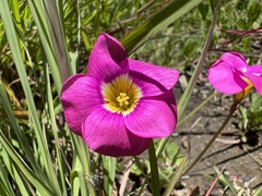 Oxalis obliquifolia