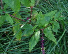 Pokeweed mosaic virus