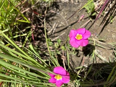 Oxalis obliquifolia