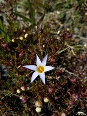 Romulea tabularis