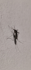 Aedes japonicus