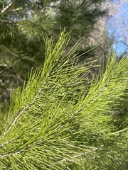 Pinus attenuata