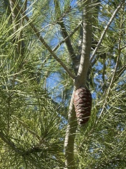 Pinus attenuata