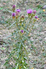 Cirsium ciliatum