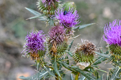 Cirsium ciliatum
