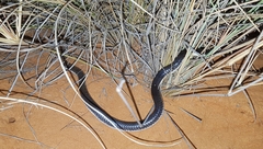 Atractaspis bibronii