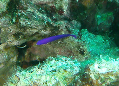 Pseudochromis fridmani