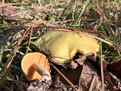 Suillus hirtellus