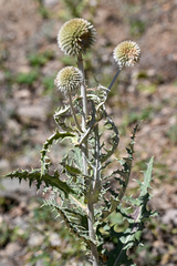 Echinops transcaucasicus