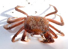 Ocypode gaudichaudii