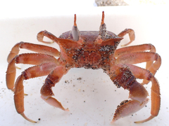 Ocypode gaudichaudii