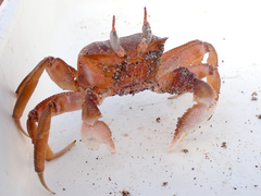 Ocypode gaudichaudii