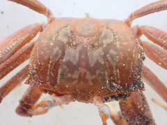 Ocypode gaudichaudii