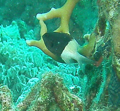 Pycnochromis dimidiatus