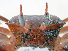 Ocypode gaudichaudii