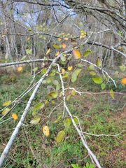 Ulmus alata