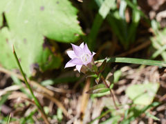 Gentianella aspera