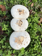 Chlorophyllum molybdites