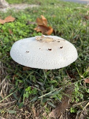 Chlorophyllum molybdites