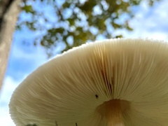Chlorophyllum molybdites