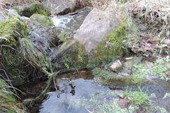 Marchantia polymorpha polymorpha