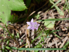 Gentianella aspera