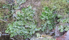 Marchantia polymorpha polymorpha