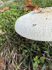 Chlorophyllum molybdites