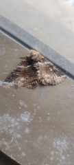 Pericyma cruegeri