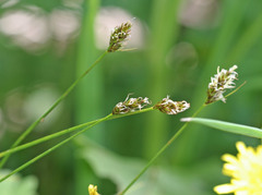 Carex hoodii