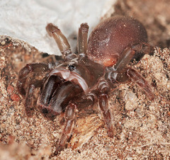 Atypus affinis