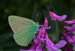 Callophrys paulae
