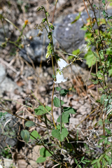 Campanula alliariifolia