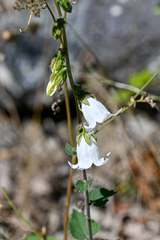 Campanula alliariifolia