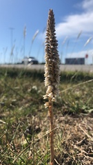 Brachystele camporum