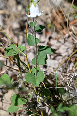 Campanula alliariifolia