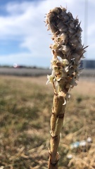 Brachystele camporum