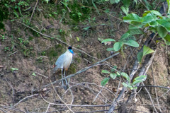 Pilherodius pileatus