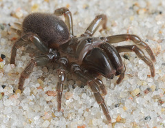 Atypus affinis