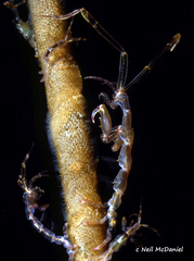 Caprella alaskana