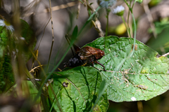Psorodonotus