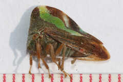 Smilia camelus