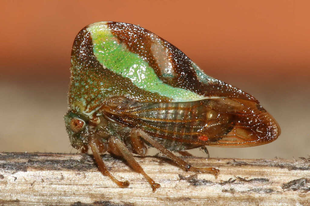 Smilia